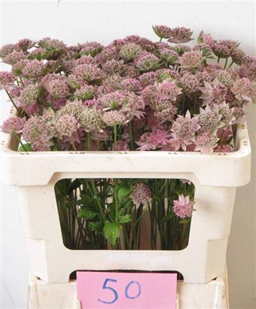 <h4>Astrantia Major Rosea</h4>