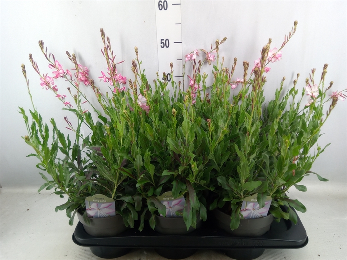 Gaura lindheimeri   ...