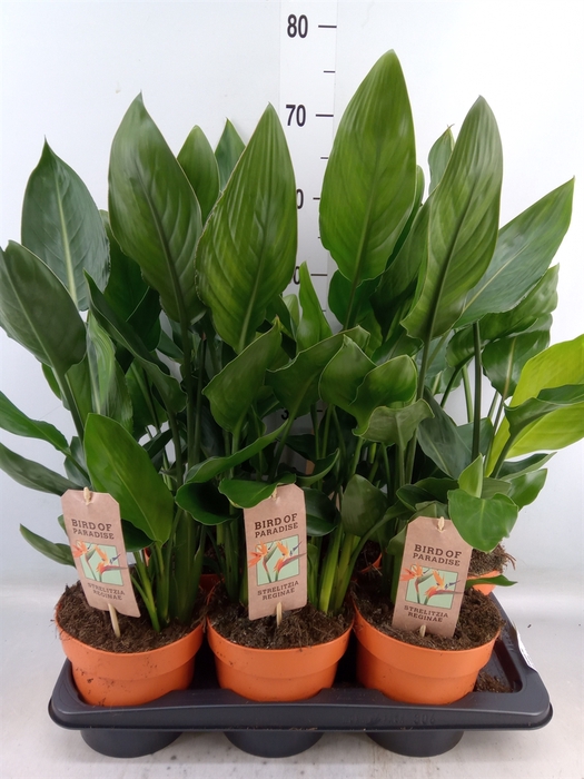 <h4>Strelitzia reg.   ...no flowers</h4>