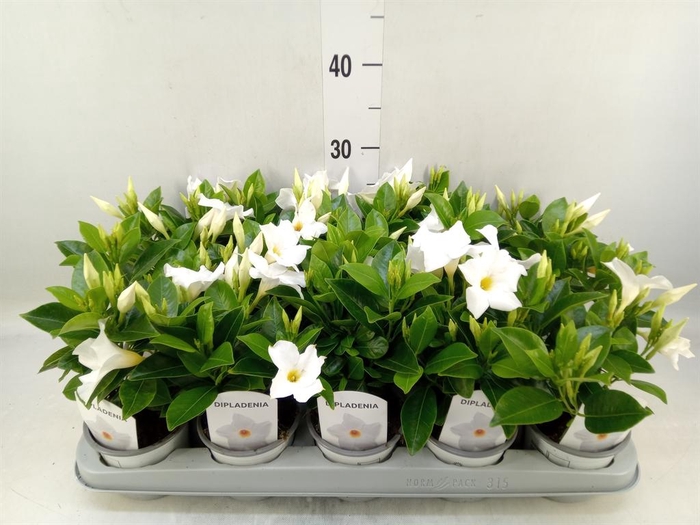 <h4>Mandevilla sand. 'Rio White'</h4>