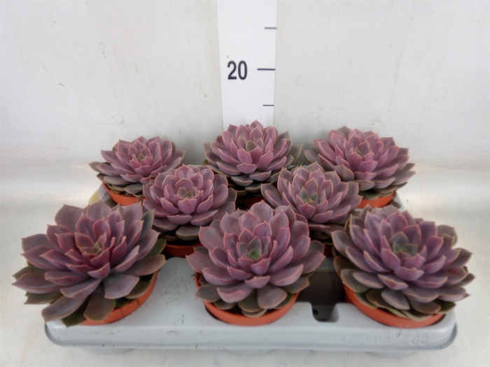<h4>Echeveria   ...</h4>