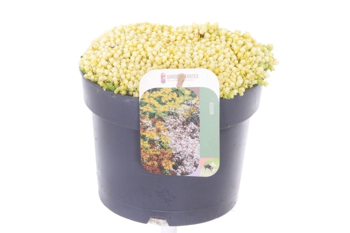 <h4>Sedum acre Yellow Queen</h4>