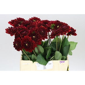 Dahlia Red Runner