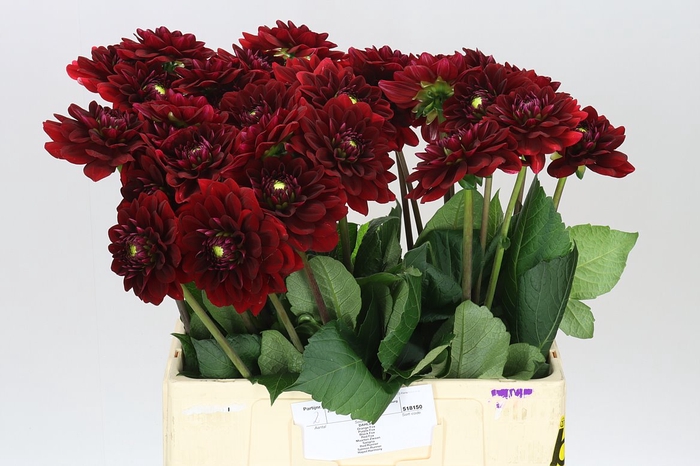 <h4>Dahlia Red Runner</h4>