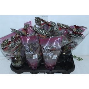 BEGONIA MACULATA SPOTLIGHT DARK P13