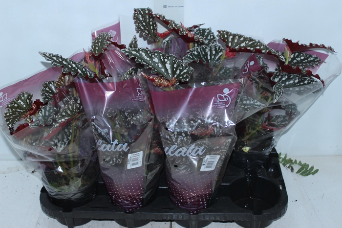 <h4>BEGONIA MACULATA SPOTLIGHT DARK P13</h4>