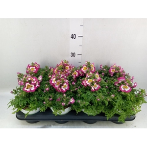 Schizanthus  'Atlantis'  .cultivars