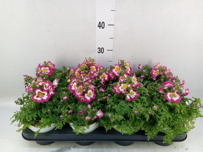 <h4>Schizanthus  'Atlantis'  .cultivars</h4>