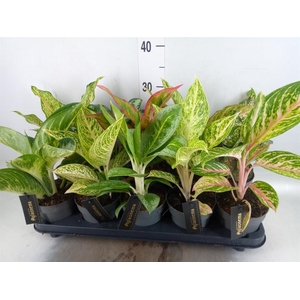 Aglaonema   ...