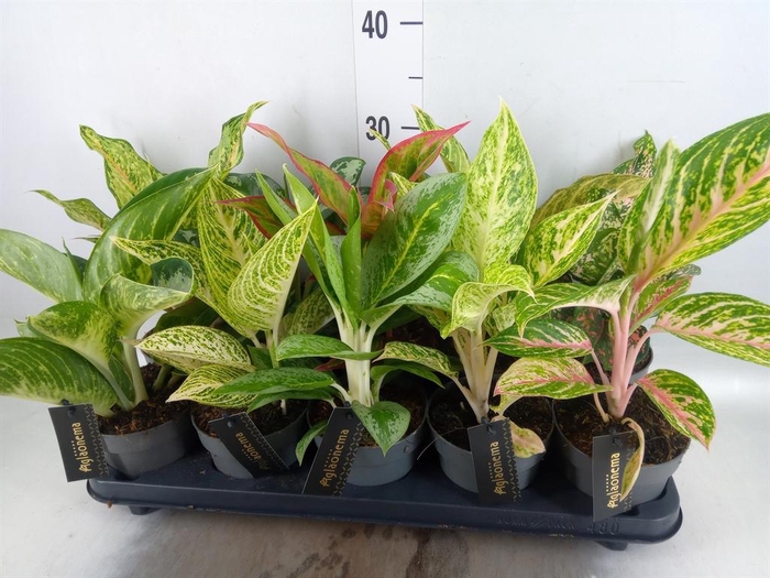 <h4>Aglaonema   ...</h4>