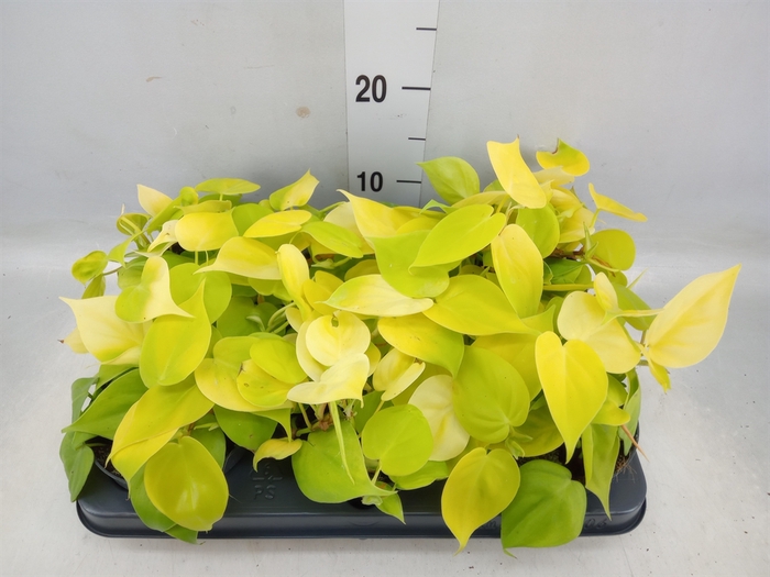 <h4>Philodendron scand. 'Lemon Lime'</h4>