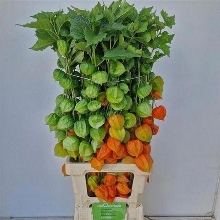 <h4>Physalis Lampion Tak</h4>