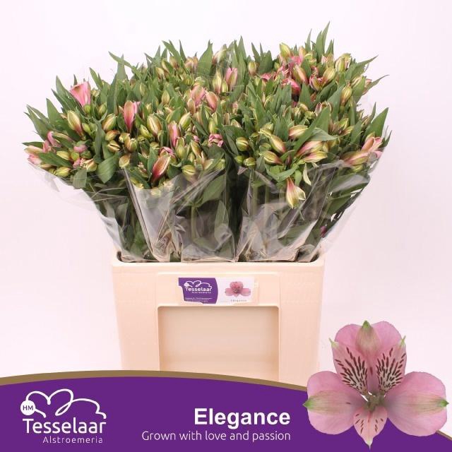 <h4>ALSTR ELEGANCE</h4>