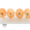 Dried Bleached Dandelion Orange