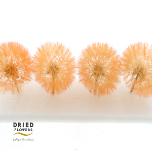 Dried Bleached Dandelion Orange