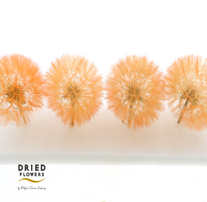 Dried Bleached Dandelion Orange