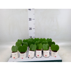Arr.   Kamerplant Groen L%