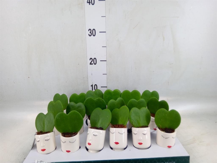 <h4>Arr.   Kamerplant Groen L%</h4>