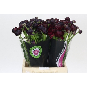 Ranunculus Clooney Black