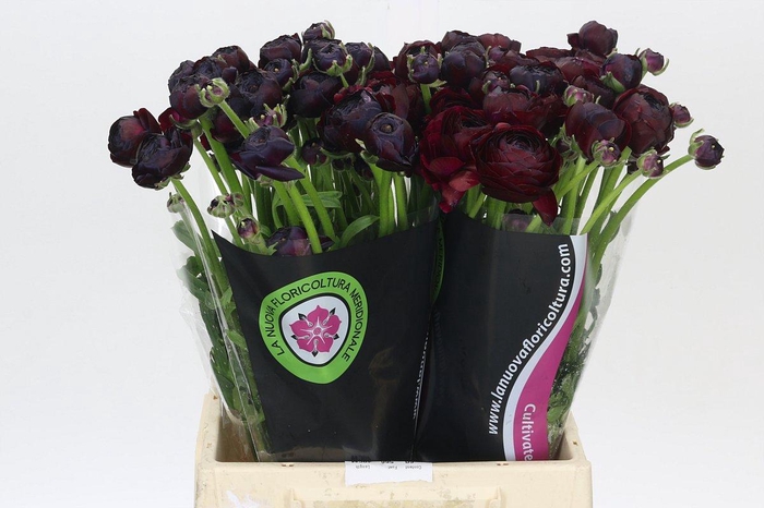 <h4>Ranunculus Clooney Black</h4>