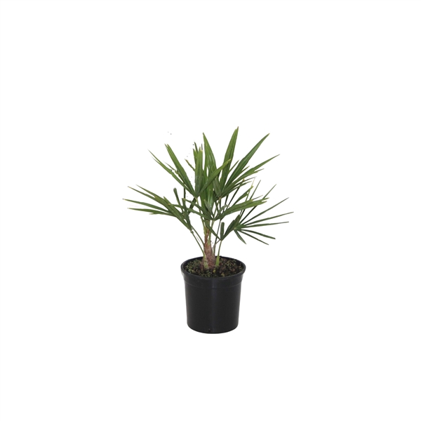 <h4>Trachycarpus Fortunei - 40cm</h4>