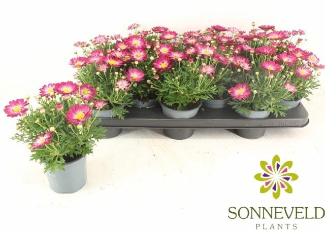 <h4>ARG LA RITA PURPLE</h4>