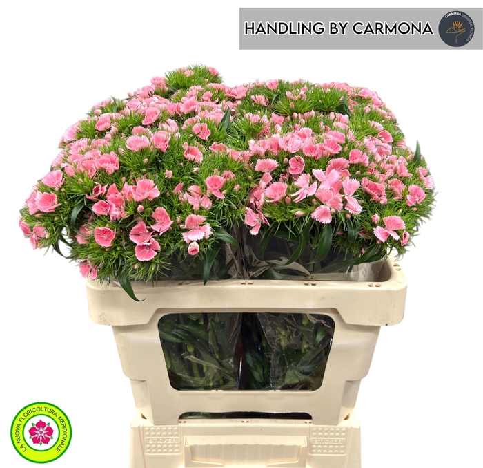 <h4>DI BARB EARL BRE</h4>