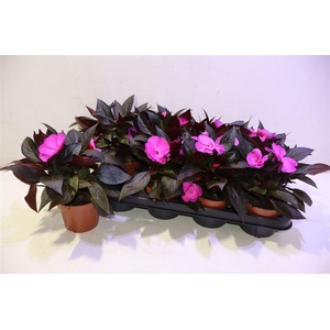 arr8 Impat Ng Ov Lila