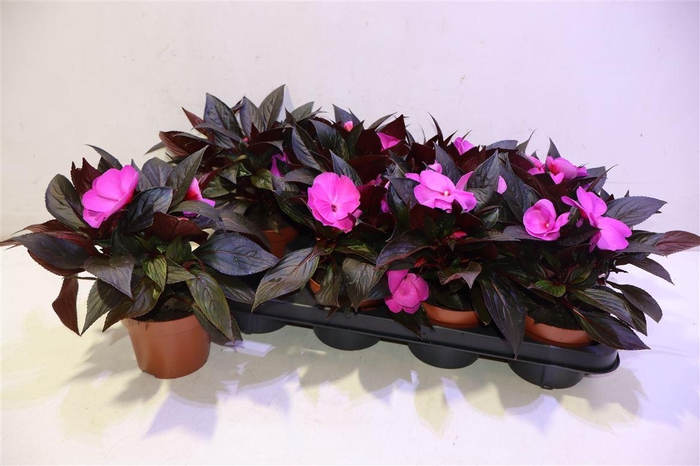 <h4>arr8 Impat Ng Ov Lila</h4>