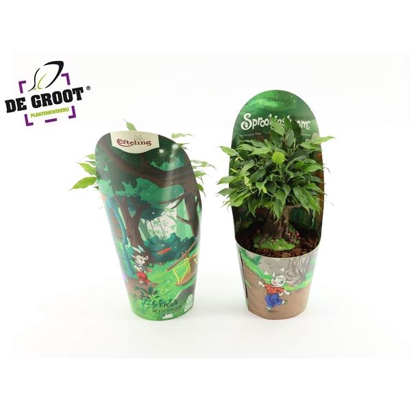 <h4>Ficus benjamina 'Green Kinky'</h4>