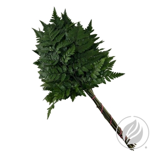 Leatherleaf Medium (cr)