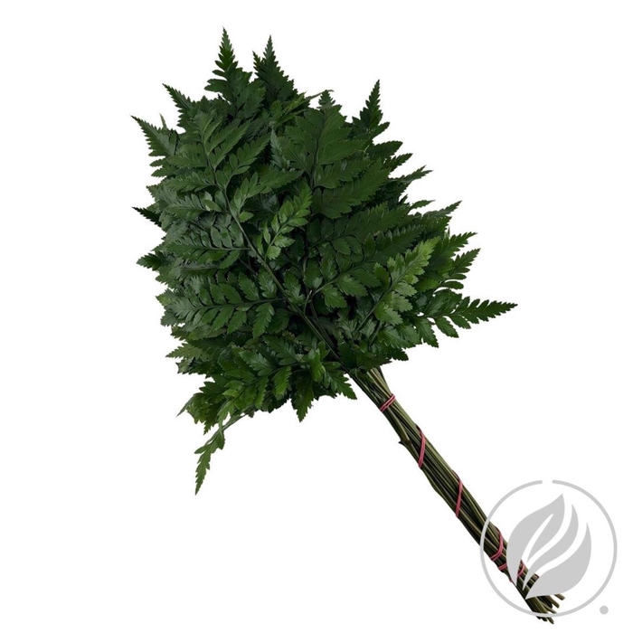 <h4>Leatherleaf Medium (cr)</h4>