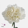 Dianthus st delphi