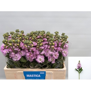 MATTH MATHILDA PINK
