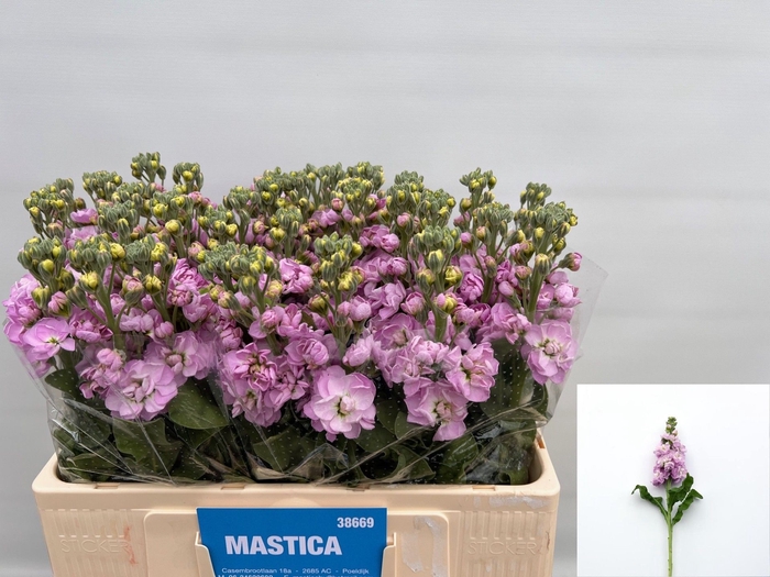 <h4>MATTH MATHILDA PINK</h4>