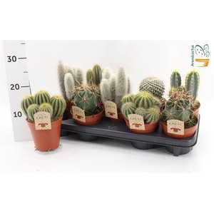 Cactus mix 12Ø 15cm