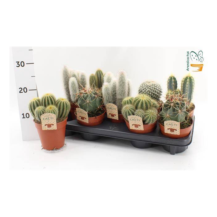 <h4>Cactus mix 12Ø 15cm</h4>