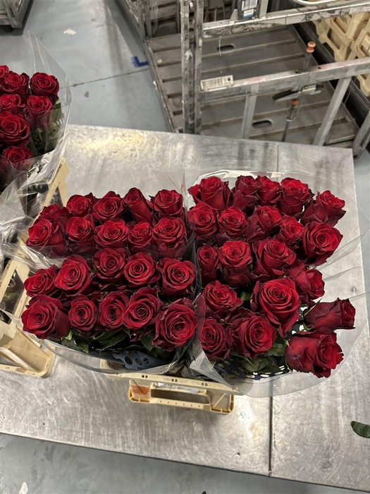 <h4>R GR Explorer X10</h4>