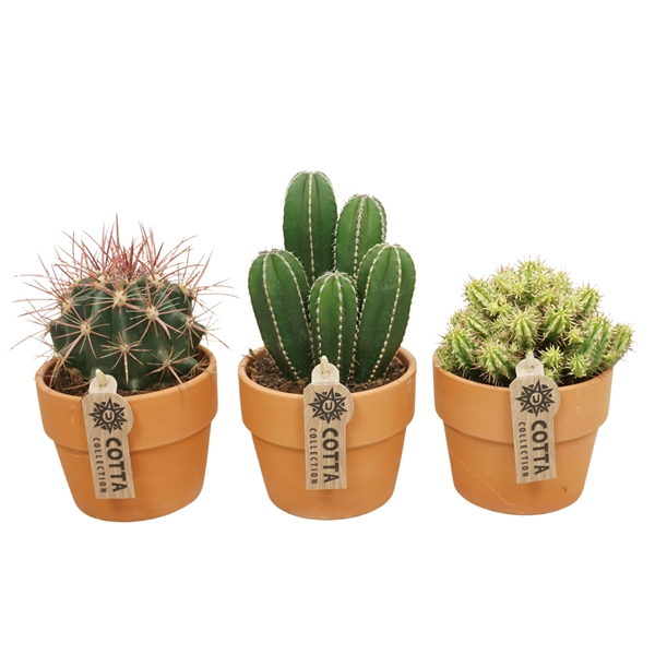 <h4>Cactus mix in 12 cm 'Terracotta Kraagpot'</h4>