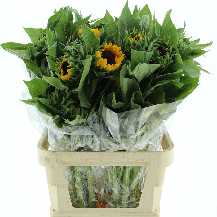 <h4>Hel Sunrich Orange</h4>