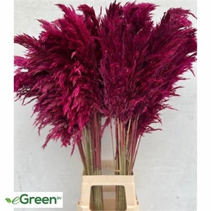 CORTADERIA AUBERGINE X10 TK