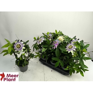 Passiflora caerulea