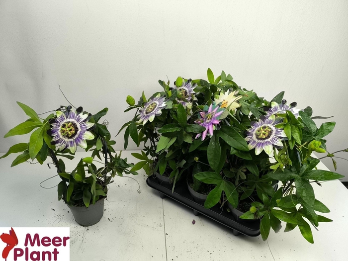 <h4>Passiflora caerulea</h4>
