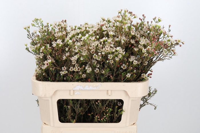 <h4>Chame Uncinatum Ziv</h4>