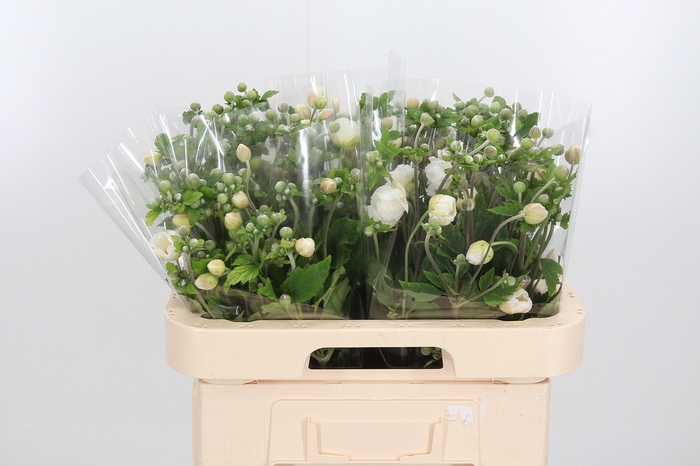 <h4>Anemone White</h4>