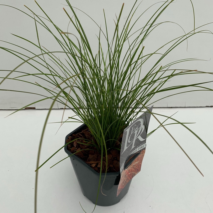 <h4>Graminées Carex 'Prairy Fire'</h4>