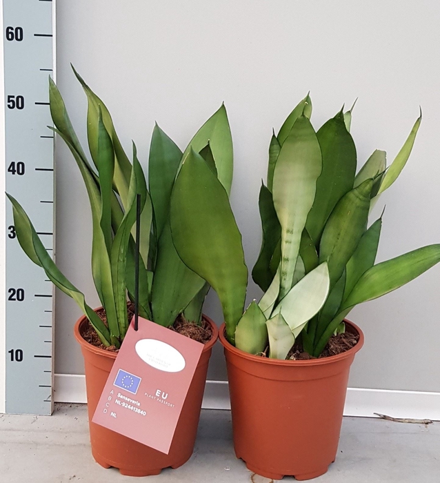 <h4>Sansevieria trifa. 'Moonshine'</h4>