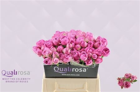 <h4>R Tr Misty Bubbles Qualirosa</h4>