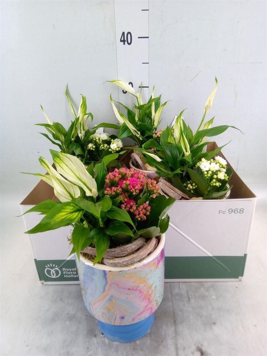 <h4>Arr.   Planten L%</h4>