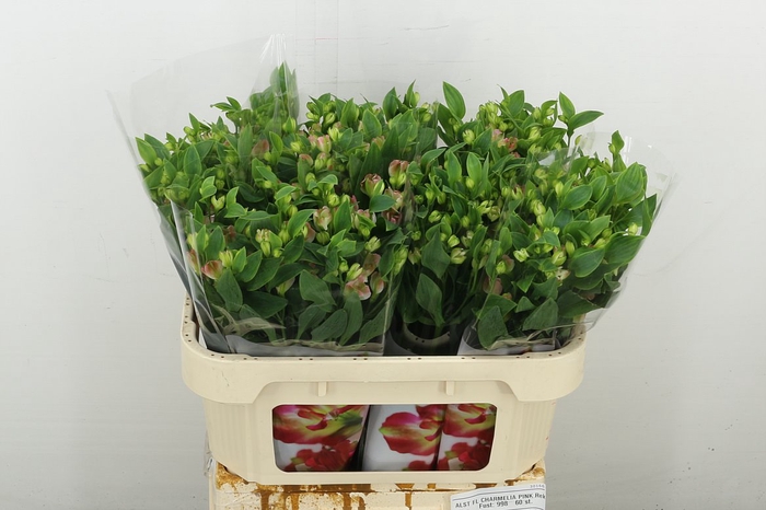 <h4>Alstr Flor Charmelia Pink</h4>